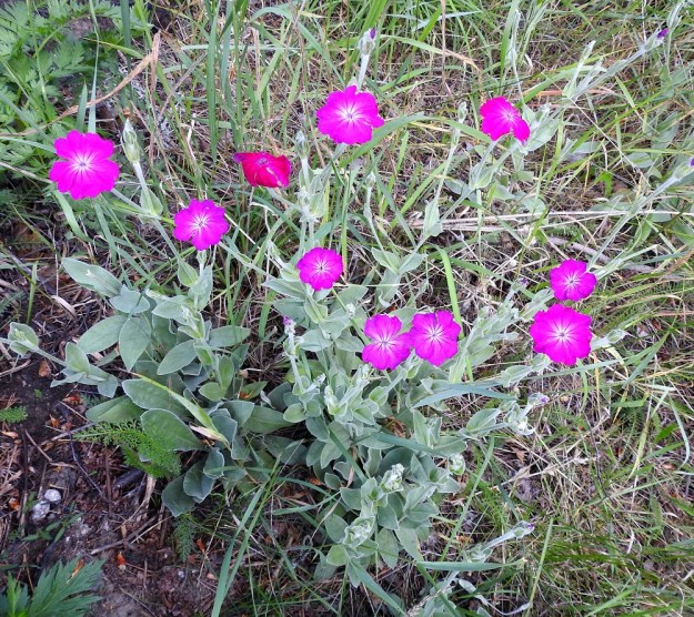 Lychnis coronaria - harmaakäenkukka on Suomessa ja muualla pohjoisemmassa Euroopassa koristekasvi, joka on paikoin villiintynyt myös luontoon. Suomessa villiintymiä on vain muutamia maan eteläosissa. EH, Hämeenlinna, Loimalahti, Kuokkamaa, vanhan Sammon kaatopaikan täyttökumpu, metsän reuna, 18.7.2020. Copyright Hannu Kämäräinen.