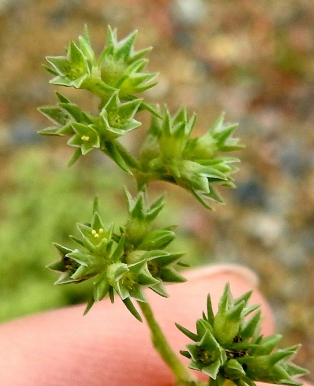 Scleranthus annuus subsp. annuus - viherjäsenruohon subsp. höröjäsenruohon terälehdettömässä kukassa on verhiönliuskoja lyhyempiä heteitä viisi, mutta useimmiten niistä vain kaksi tai kolme on normaalisti kehittyneitä. Muiden ponnet puuttuvat tai ovat vajaasti kehittyneitä. Emin rihmamaisia vartaloita ja luotteja on kaksi. EH, Hämeenlinna, Loimalahti, Hirsimäki, Hirsimäenkadun ja Metsänväentien kulmauksessa oleva sorapintainen pysäköintialue, alueen laitahiekka, 4.7.2020. Copyright Hannu Kämäräinen.