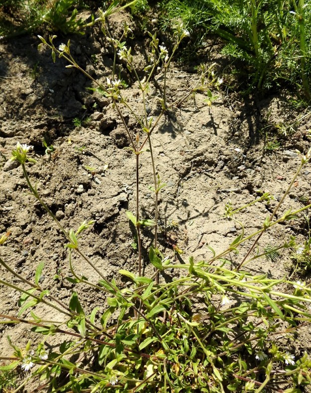 Cerastium fontanum subsp. vulgare var. vulgare - nurmihärkki subsp. piennarnurmihärkki var. arkinurmihärkki. Varret ovat yleensä kukinto-osaan saakka haarattomat sekä tavallisesti noin 10-30 cm pitkät. EH, Hämeenlinna, Loimalahti, Sampo, Sammonojantien varren uudisnurmikkoalue, 13.6.2020. Copyright Hannu Kämäräinen.
