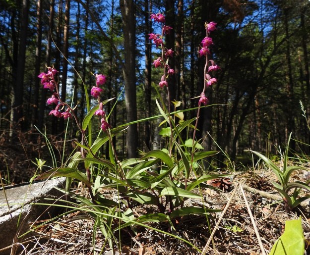Epipactis atrorubens - tummaneidonvaippa vaatii kasvupaikaltaan riittävää valoisuutta ja kalkkia. Se sietää hyvin kuivuutta ja paahdetta. Luontaisilla kasvupaikoilla kalkki on yleensä maa- tai kallioperässä. Tulokaskasvupaikoilla tarvittava kalkki tulee usein ilmateitse pölynä kalkin käsittelyn seurauksena. U, Hanko, 14.7.2020. Copyright Hannu Kämäräinen.
