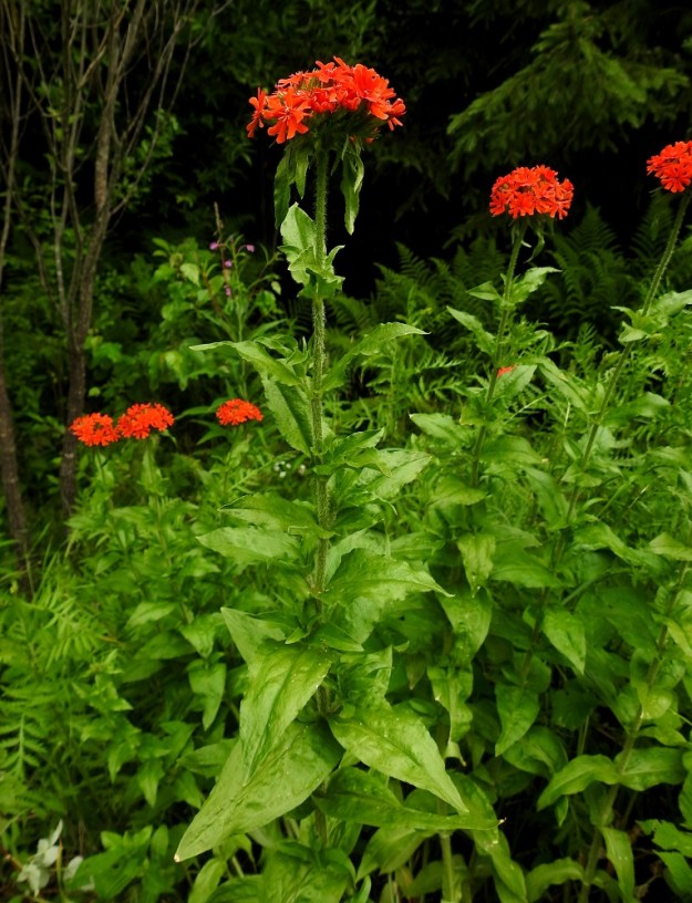 Lychnis chalcedonica - palavarakkaus kehittää villiytyneillä kasvupaikoillaankin monivartisia, tiheähköjä kasvustoja. EH, Hämeenlinna, Loimalahti, Kuokkamaa, Sammontien ja laitametsikön välinen piennar Myllyojan länsipuolella, 4.7.2020. Copyright Hannu Kämäräinen.