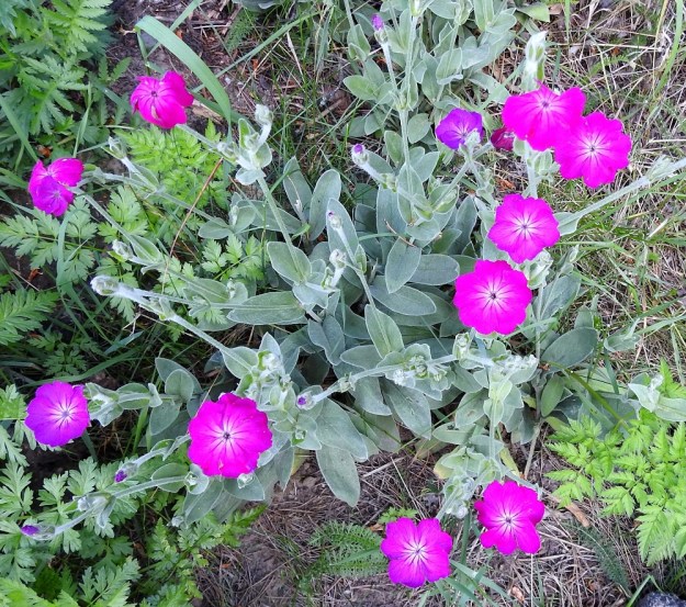 Lychnis coronaria - harmaakäenkukka on kauttaaltaan valkoisen huopakarvan peitossa, mikä saa sen näyttämään harmahtavan vihreältä. EH, Hämeenlinna, Loimalahti, Kuokkamaa, vanhan Sammon kaatopaikan täyttökumpu, metsän reuna, 18.7.2020. Copyright Hannu Kämäräinen.