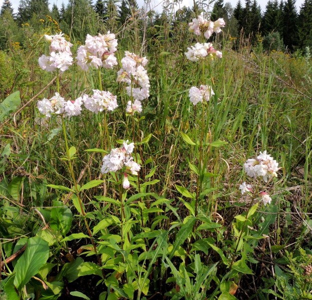 Saponaria officinalis - rohtosuopayrtti on yleensä pysty ja noin 30-90 cm korkea. Siitä on jalostettu myös kerrottukukkainen lajike, joka leviää perusmuodon tavoin puutarhajätteen ja maansiirtojen yhteydessä. EH, Hämeenlinna, Majalahti, Louhoksentien varrella oleva maankaatopaikka, alueen loppuun täytetty ja tasattu laita, 24.7.2016. Copyright Hannu Kämäräinen.