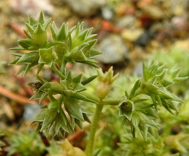 Scleranthus annuus subsp. annuus - viherjäsenruohon subsp. höröjäsenruohon kukinnan jälkeen kehittyvä yksisiemeninen pähkylä jää kokonaan kukkapohjuksen ja verhiön sisään. Päällepäin se ei näy mitenkään. Oikean alakulman kukassa näkyy vielä emin kaksi rihmamaista luottia. EH, Hämeenlinna, Loimalahti, Hirsimäki, Hirsimäenkadun ja Metsänväentien kulmauksessa oleva sorapintainen pysäköintialue, alueen laitahiekka, 4.7.2020. Copyright Hannu Kämäräinen.