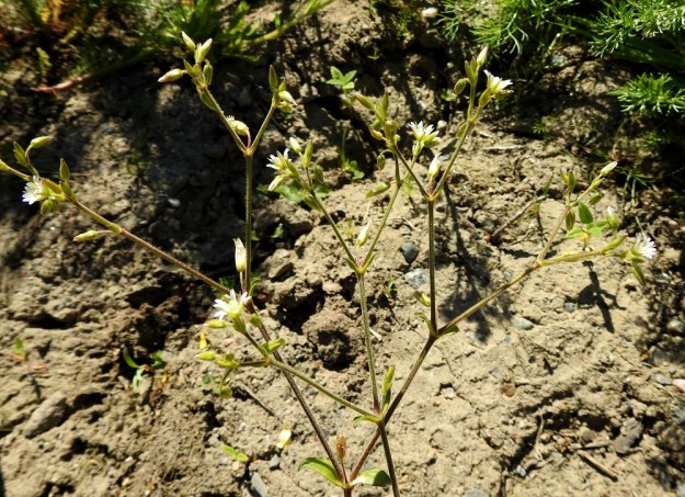 Cerastium fontanum subsp. vulgare var. vulgare - nurmihärkki subsp. piennarnurmihärkki var. arkinurmihärkki. Kukinto-osa muodostuu peräkkäisistä kaksihaaraviuhkoista, joissa kukat ovat haarojen kärjessä muutaman kukan ryhmänä ja yksittäin haarahangassa. Varren kukinto on täysikasvuisena tavallisesti 10-30-kukkainen. EH, Hämeenlinna, Loimalahti, Sampo, Sammonojantien varren uudisnurmikkoalue, 13.6.2020. Copyright Hannu Kämäräinen.