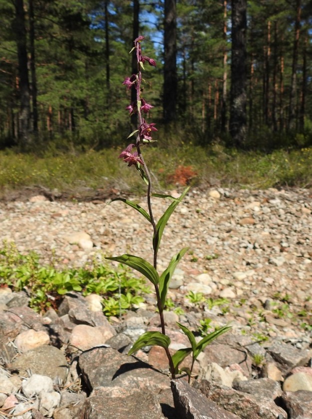 Epipactis atrorubens - tummaneidonvaippa pärjää jopa muuten kasvittomalla ratasepeliköllä, kunhan ilmassa vain leyhähtelee riittävästi kalkkipölyä. Varsilehtiä on yleensä 5-10. Ne ovat lähes vuorottain kierteisesti kuin kahtena rivinä. U, Hanko, 14.7.2020. Copyright Hannu Kämäräinen.