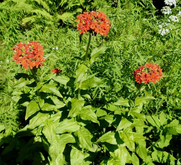 Lychnis chalcedonica - palavarakkaus keskittää kukintonsa varren latvaan tiheiksi, lähes tasalakisiksi tai kuperiksi viuhkoiksi. EH, Hämeenlinna, Loimalahti, Kuokkamaa, Sammontien ja laitametsikön välinen piennar Myllyojan länsipuolella, 2.7.2020. Copyright Hannu Kämäräinen.