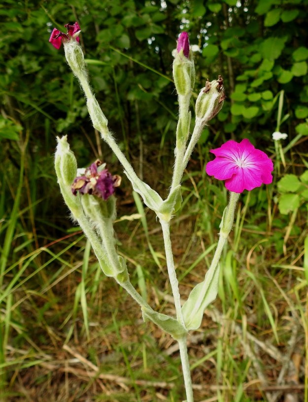 Lychnis coronaria - harmaakäenkukan kukinto on yleensä harsu ja alekkaisesti kaksihaarainen ja enintään 10-kukkainen. Kukat ovat yksittäin haarojen kärjessä ja haarahangoissa. Varsien, kukintohaarojen, kukkaperien ja verhiösuonten karvoitus on yleensä lehtien huopapintaa pitempää ja usein hieman takkuistakin. EH, Hämeenlinna, Loimalahti, Kuokkamaa, vanhan Sammon kaatopaikan täyttökumpu, metsän reuna, 22.7.2019. Copyright Hannu Kämäräinen.
