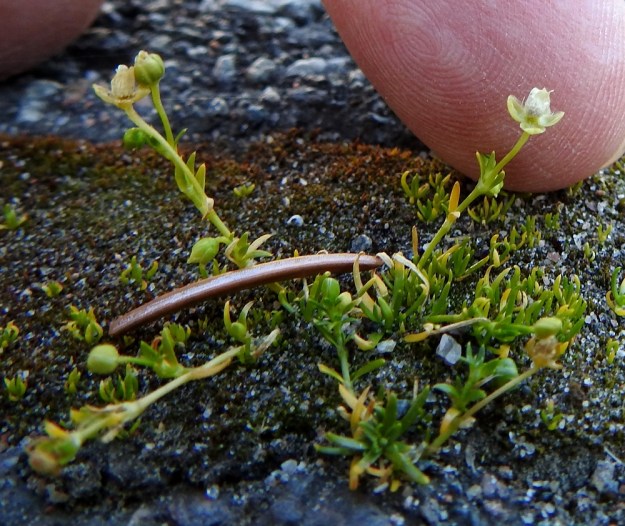Sagina procumbens - rentohaarikko on pääasiassa itsepölytteinen ja yksilöt tuottavat runsaasti siemeniä. Kuvan nuoren yksilön ympärilläkin on lukuisa määrä siementaimien ruusukkeita. EH, Hämeenlinna, Loimalahti, Hirsimäki, Näsiäntien varsi, päällysterako, 18.6.2020. Copyright Hannu Kämäräinen.