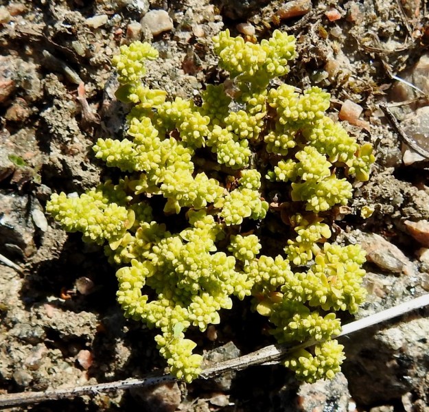 Herniaria glabra - ketotyräruohon nuori yksilö on ympäriinsä täynnä kasvuaan aloittavia varsia, jotka jo tässä vaiheessa ovat kauttaaltaan kukkanuppujen peitossa. EH, Kouvola, Kuusankoski, Voikkaa, vanha, suurimmaksi osaksi pois käytöstä oleva ratapiha-alue, länsipään sorakenttä, 22.6.2020. Copyright Hannu Kämäräinen.