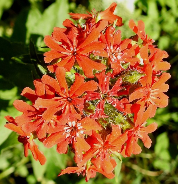 Lychnis chalcedonica - palavanrakkauden latvaviuhkossa on tavallisesti 10-40 kukkaa. Kuvassa näkyy hyvin myös verhiön suonten pitkä karvoitus. EH, Hämeenlinna, Loimalahti, Kuokkamaa, Sammontien ja laitametsikön välinen piennar Myllyojan länsipuolella, 2.7.2020. Copyright Hannu Kämäräinen.