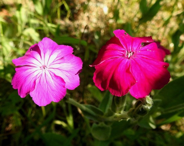 Lychnis coronaria - harmaakäenkukan teriö on yleensä purppuranpunainen. Aika usein samoissakin varsissa joidenkin kukkien keskiosa on vaaleampi tai jopa valkolaikkuinen. Kukassa on pysty lisäteriö, joka on noin 2-3 mm pitkä ja viisilehtinen sekä syvään ja kapeasti kaksihalkoinen. Ennen heteiden ja luottien esiin nousua lisäteriö on taipunut keskustaa kohti suojaten teriön nielua. EH, Hämeenlinna, Loimalahti, Kuokkamaa, vanhan Sammon kaatopaikan täyttökumpu, metsän reuna, 22.7.2019. Copyright Hannu Kämäräinen.