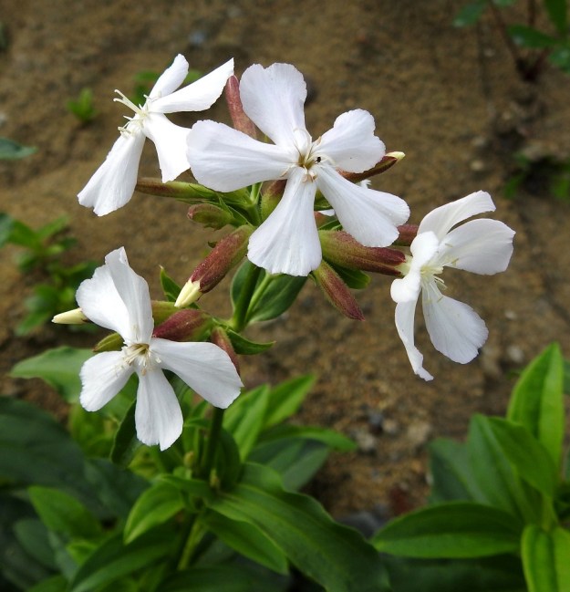 Saponaria officinalis - rohtosuopayrtin perusmuodolla kukissa on viisi terälehteä ja teriö on läpimitaltaan noin 25-35 mm sekä väriltään kuvan tavoin valkoinen tai vaaleanpunertava. Heteitä on kymmenen ja emin vartaloita sekä luotteja kaksi. EH, Hämeenlinna, Ojoinen, Paroinen, jätevedenpuhdistamon kompostiauma-alueen laitavalli, 8.9.2018. Copyright Hannu Kämäräinen.