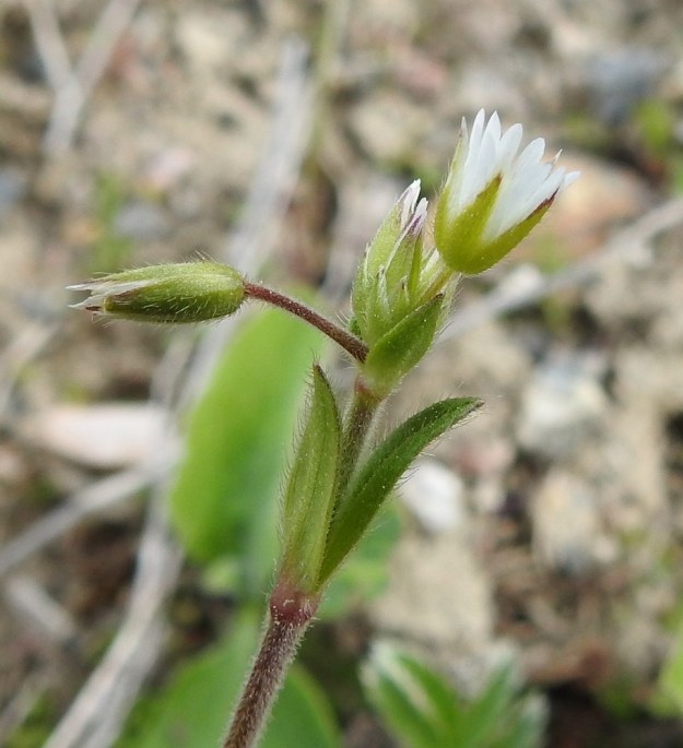 Cerastium fontanum subsp. vulgare var. vulgare - nurmihärkki subsp. piennarnurmihärkki var. arkinurmihärkki. Kukinnon alimmat tukilehdet ovat, kuten kuvassa, usein kalvolaidattomat ja ylempänä kalvolaitaiset sekä noin 2-5 mm pitkät. Kukkaperä on tavallisesti noin 3-10 mm pitkä. Kukan verholehdet ovat puikeat ja vihreät tai ainakin kärjestään sinipunaiset. Ne ovat kalvolaitaiset ja yleensä 4-7 mm pitkät. Hapsikarvojen lisäksi on usein myös nystykarvoja. EH, Hämeenlinna, Majalahti, Louhoksentien varren maankaatopaikka, 4.6.2020. Copyright Hannu Kämäräinen.