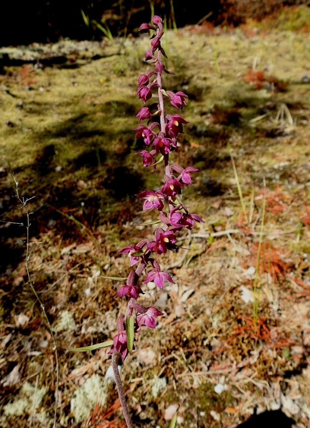 Epipactis atrorubens - tummaneidonvaipan kukintoterttu on toisinaan mutkainen. Kukinto on enemmän tai vähemmän harsu ja kukkien asento on parhaimmillaankin hieman alaviisto. Kukkien suikeat tukilehdet ovat alimmissa kukissa yleensä kukkia pitemmät. U, Hanko, 14.7.2020. Copyright Hannu Kämäräinen.