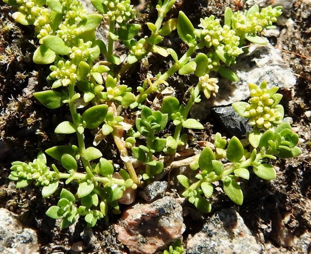 Herniaria glabra - ketotyräruohon alemmat varsilehdet ovat vastakkain. Malliltaan ne ovat soikeat tai puikeat ja paksuhkot. Lehdistä toinen on usein vastapariaan pienempi. Lehdet ovat tavallisesti 3-8 mm pitkät ja leveimmältä kohtaa noin 1-4 mm leveät. EH, Kouvola, Kuusankoski, Voikkaa, vanha, suurimmaksi osaksi pois käytöstä oleva ratapiha-alue, länsipään sorakenttä, 22.6.2020. Copyright Hannu Kämäräinen.