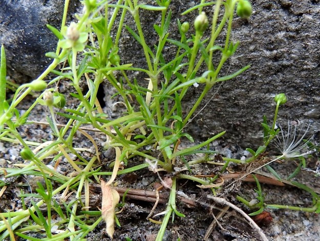 Sagina procumbens - rentohaarikon varsilehdet ovat yhdistyvisesti vastakkain. Ne ovat suikeat tai tasasoukan äimämäiset ja usein lyhyesti otapäiset. Pituutta niillä on tavallisesti 3-10 mm ja leveyttä 0,5-1,2 mm. EH, Hämeenlinna, keskusta, Raatihuoneen piha, 29.6.2020. Copyright Hannu Kämäräinen.