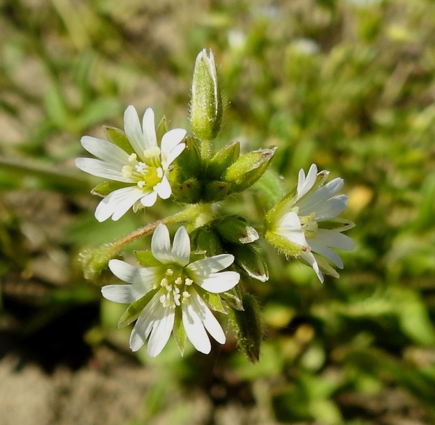 Cerastium fontanum subsp. vulgare var. vulgare - nurmihärkki subsp. piennarnurmihärkki var. arkinurmihärkki. Kukan terälehdet ovat valkoiset ja noin 4,5-7,5 mm pitkät. Niiden kärki on matalasti lovipäinen. Ne ovat verholehtiä hieman lyhyemmät, samanpituiset tai toisinaan hieman pitemmät. Heteitä on kymmenen ja emin vartaloita ja luotteja viisi. EH, Hämeenlinna, Loimalahti, Sampo, Sammonojantien varren uudisnurmikkoalue, 13.6.2020. Copyright Hannu Kämäräinen.