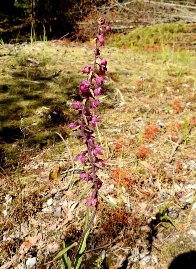 Epipactis atrorubens - tummaneidonvaipan kukintoterttu on yleensä selvästi toispuolinen. Kuva on samasta yksilöstä kuin edellisessä kuvassa mutta nyt tertun takapuolelta. U, Hanko, 14.7.2020. Copyright Hannu Kämäräinen.