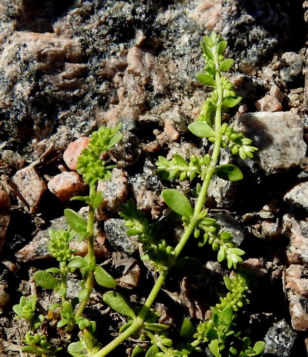 Herniaria glabra - ketotyräruohon ylemmät varsilehdet ovat vuorottain vastaparina kukintohaaralle. Ne ovat soikeat tai suikeahkot. Varsilehdet ovat hyvin lyhyesti ruodilliset tai lähes ruodittomat. EH, Kouvola, Kuusankoski, Voikkaa, vanha, suurimmaksi osaksi pois käytöstä oleva ratapiha-alue, länsipään sorakenttä, 22.6.2020. Copyright Hannu Kämäräinen.