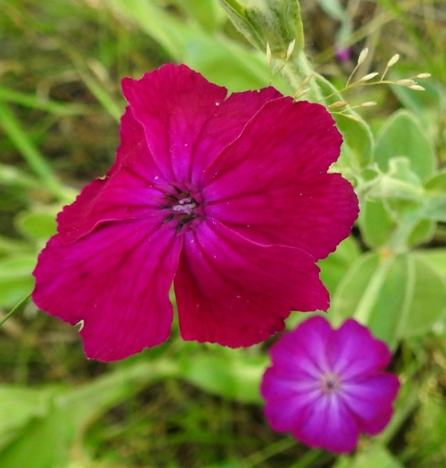Lychnis coronaria - harmaakäenkukalla heteitä on yleensä kymmenen ja emin luotteja on useimmiten viisi. Ne nousevat vain hiukan teriön nielusta ja yltävät enintään pystyssä olevan lisäteriön korkeuteen. EH, Hämeenlinna, Loimalahti, Kuokkamaa, vanhan Sammon kaatopaikan täyttökumpu, metsän reuna, 21.7.2019. Copyright Hannu Kämäräinen.