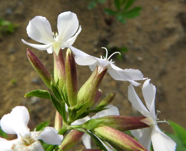 Saponaria officinalis - rohtosuopayrtin perusmuodon yhdislehtinen verhiö on kapean lieriömäinen ja noin 18-24 mm pitkä sekä 4-6 mm leveä. Kärkihampaita on viisi ja ne ovat kapean - leveän kolmiomaiset ja noin 3-5 mm pitkät. Verhiön pinta on kaljuhko tai kuvan tavoin hienokarvainen. Keskimmäisessä kukassa ovat hyvin esillä kaksiluottinen emi ja lisäteriö. Sen lehdet ovat vain noin 1-2 mm pitkiä ja päästään kapeasti kaksiliuskaisia. EH, Hämeenlinna, Ojoinen, Paroinen, jätevedenpuhdistamon kompostiauma-alueen laitavalli, 8.9.2018. Copyright Hannu Kämäräinen.