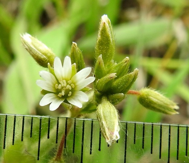 Cerastium fontanum subsp. vulgare var. vulgare - nurmihärkki subsp. piennarnurmihärkki var. arkinurmihärkki. Teriö on noin 6-10 mm (kuvassa 7 mm) leveä. Terälehdet ovat avautuneessakin kukassa jonkin verran yläviistot. EH, Hämeenlinna, Majalahti, Louhoksentien varren maankaatopaikka, 4.6.2020. Copyright Hannu Kämäräinen.