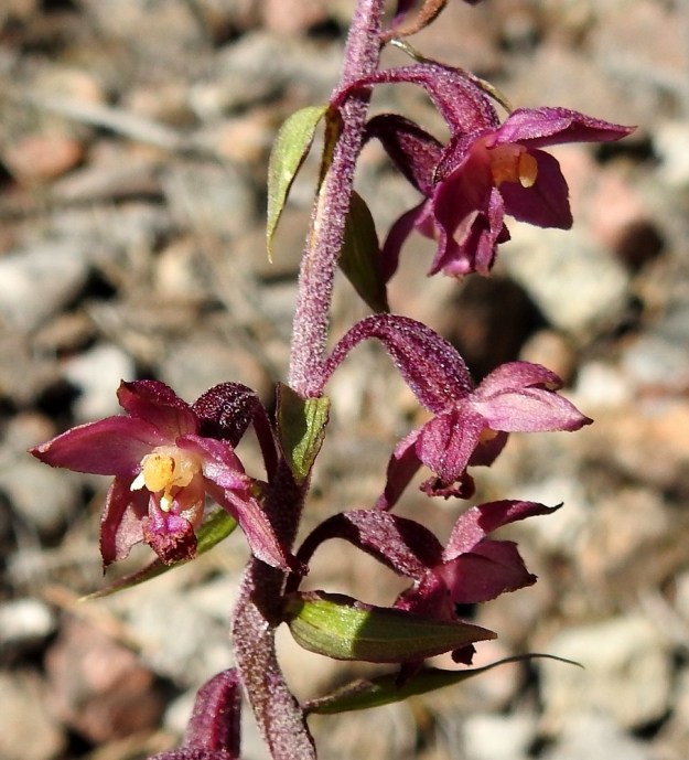 Epipactis atrorubens - tummaneidonvaipan kukkaperät ovat ohuet ja noin 4-5 mm pitkät. Sikiäimet ovat perästään alaspäin kaartuvia ja noin 5-8 mm pitkiä. Ne molemmat ja ainakin varren yläosa ovat tumman punaruskeita ja tiheästi lyhytkarvaisia. Kukkien tukilehdet ovat suikeita ja kukinnon alaosassa noin 1-3 cm pitkiä Ylempänä niiden pituus on noin 0,3-1 cm. U, Hanko, 14.7.2020. Copyright Hannu Kämäräinen.