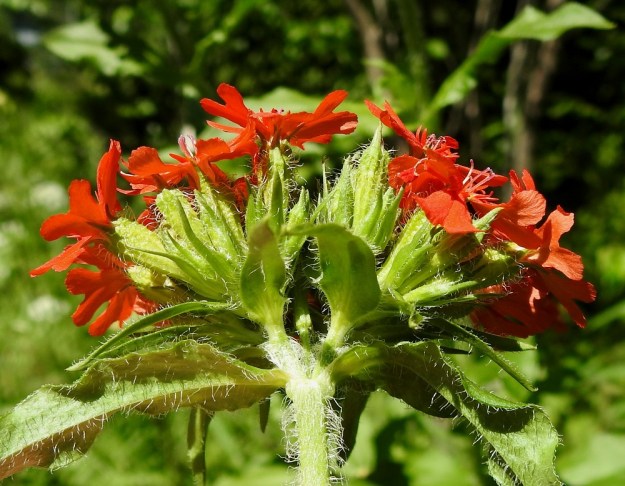 Lychnis chalcedonica - palavanrakkauden kukkien tukilehdet ovat pitkäsuippuisen kolmiomaiset tai lähes kapeansuikeat ja laidoiltaan pitkäripsiset. Lyhyen kukkaperän vuoksi niitä voisi luulla ulkoverhiöksikin. Yhdislehtinen verhiö on näkyvästi 10-suoninen ja torvimainen sekä kärkihampaineen noin 12-17 mm pitkä. Se on vihreä ja suonistaan pitkäkarvainen. EH, Hämeenlinna, Loimalahti, Kuokkamaa, Sammontien ja laitametsikön välinen piennar Myllyojan länsipuolella, 2.7.2020. Copyright Hannu Kämäräinen.