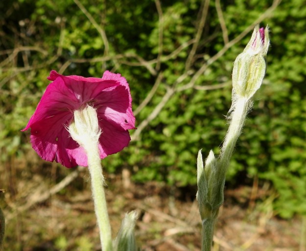 Lychnis coronaria - harmaakäenkukan kukkaperä on tavallisesti 2-10 cm pitkä ja aika tanakka. Kukkien tukilehdet ovat varsilehtien kaltaiset mutta pienet. Yhdislehtinen verhiö on vahvan ulkonevasti suoninen ja kärkihampaineen noin 15-18 mm pitkä. EH, Hämeenlinna, Loimalahti, Kuokkamaa, vanhan Sammon kaatopaikan täyttökumpu, metsän reuna, 9.8.2017. Copyright Hannu Kämäräinen.