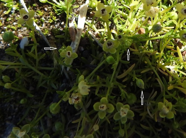 Sagina procumbens - rentohaarikon kukat ovat lähes aina terälehdettömiä (ylemmät nuolet). Kukka on kukintavaiheessa verholehtien avoimuudesta riippuen noin 2-4 mm leveä. Kypsyvä kota (alin nuoli) on supussa olevia verholehtiä noin 1,3 kertaa pitempi. Pituutta kodalla on 2-3 mm. EH, Hämeenlinna, Loimalahti, Hirsimäki, Näsiäntien varsi, päällysterako, 19.6.2020. Copyright Hannu Kämäräinen.