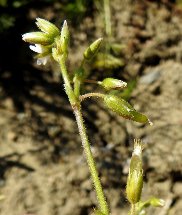 Cerastium fontanum subsp. vulgare var. vulgare - nurmihärkki subsp. piennarnurmihärkki var. arkinurmihärkki. Kotahedelmä on lieriömäinen ja suorahko tai hieman ylöspäin kaartuva. Se on kellanvihreä ja siemenvaiheessa läpikuultava sekä noin 8-12 mm pitkä. Pituutta on noin 1,5-2 kertaa verholehtien verran. Kota avautuu 10-liuskaisesti. EH, Hämeenlinna, Loimalahti, Sampo, Sammonojantien varren uudisnurmikkoalue, 13.6.2020. Copyright Hannu Kämäräinen.