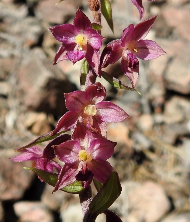 Epipactis atrorubens - tummaneidonvaipan kukat ovat noin 10 mm leveitä ja yleisväritykseltään tummanpunaisia, sinertävän punaisia tai punaruskeita. Kuudesta kehälehdestä viisi ovat soikeahkoja, noin 5-6 mm pitkiä ja selväsuonisia sekä nystermälaitaisia. Yksi kehälehti on noin 8 mm pitkä, kannukseton huuli, jonka kuroutuma jakaa kahteen osaan. Tyviosa on kuppimainen ja sisältää mettä. Kärkiosa on leveän kolmiomainen (ylin kukka vasemmalla). Se näyttää kuihtuvan ja käpristyvän nopeasti pölytyksen jälkeen (ylin kukka oikealla). Kukan yhdistyneessä siitintukussa on yksi toimiva hede ja kaksi toimivaa luottia. Siitepöly on tarttumakantaisina myhkyinä. U, Hanko, 14.7.2020. Copyright Hannu Kämäräinen.