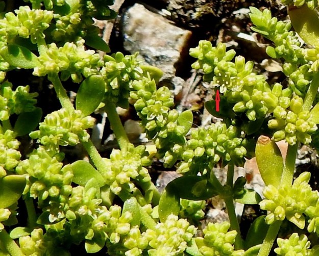 Herniaria glabra - ketotyräruohon näkyvä kukka on itse asiassa viisiliuskainen verhiö, jonka pohjalla on viisi hedettä ja kaksivartaloinen ja -luottinen emi. Verhiön liuskat ovat pitkänpyöreät ja vaalealaitaiset sekä 0,5-0,7 mm pitkät. Terälehdet ovat vaikeasti huomattavat, äimämäisen kapeat ja valkoiset, sekä vain 0,2-0,4 mm pitkät (kuvassa nuoli). EH, Kouvola, Kuusankoski, Voikkaa, vanha, suurimmaksi osaksi pois käytöstä oleva ratapiha-alue, länsipään sorakenttä, 22.6.2020. Copyright Hannu Kämäräinen.