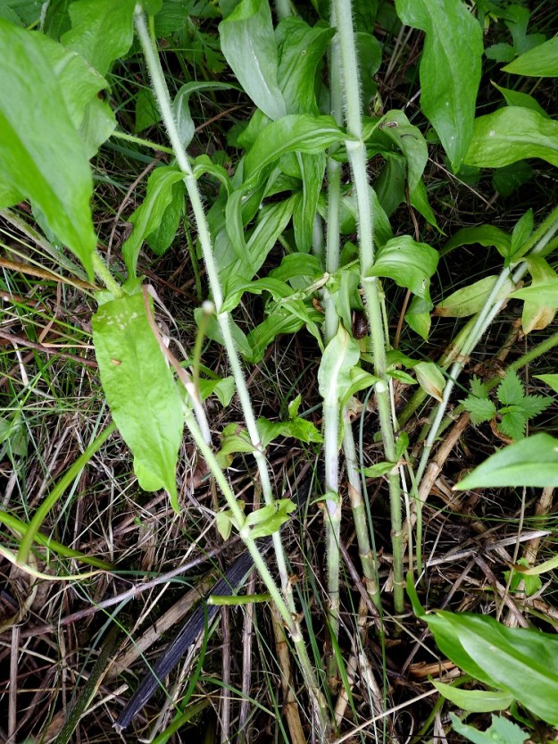 Lychnis chalcedonica - palavanrakkauden varsikko on usein tiivis. Lehdet ovat perättömästi vastakkain ja alimmat niistä ovat yleensä pitkulaiset ja teräväkärkiset. EH, Hämeenlinna, Loimalahti, Kuokkamaa, Sammontien ja laitametsikön välinen piennar Myllyojan länsipuolella, 4.7.2020. Copyright Hannu Kämäräinen.