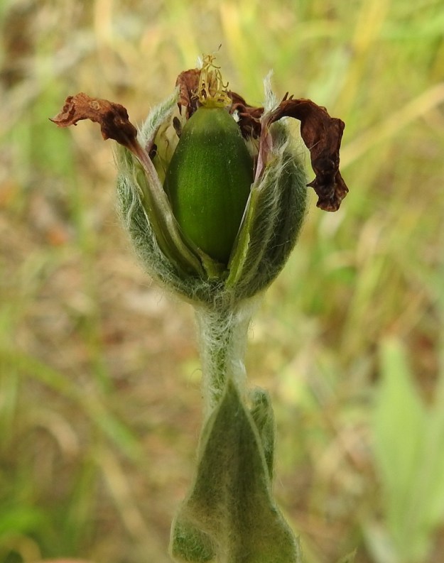 Lychnis coronaria - harmaakäenkukan kota on munamainen ja vihreä. Sen pituus on noin 13-17 mm ja leveys 7-10 mm. Kota jää verhiön sisään piiloon, mutta kuvausta varten verhiö on halkaistu. EH, Hämeenlinna, Loimalahti, Kuokkamaa, vanhan Sammon kaatopaikan täyttökumpu, metsän reuna, 22.7.2019. Copyright Hannu Kämäräinen.