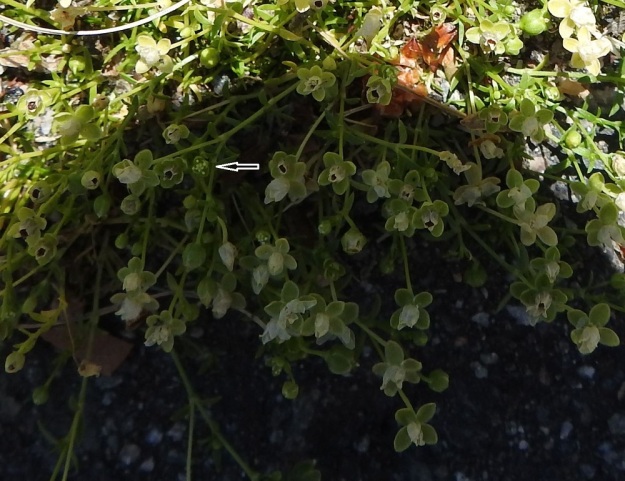 Sagina procumbens - rentohaarikon kukassa on verholehtien lukumäärästä riippuen neljä tai viisi hedettä. Emiö on neljä- tai viisivartaloinen ja -luottinen (nuolen osoittamassa kukassa luotteja on viisi). Vaikka verholehtiä on yleensä neljä, kuvassa on myös useita viisilehtisiä verhiöitä. Neljäliuskaisesti avautuvan kodan liuskoja luullaan usein terälehdiksi. EH, Hämeenlinna, Loimalahti, Hirsimäki, Näsiäntien varsi, päällysterako, 19.6.2020. Copyright Hannu Kämäräinen.