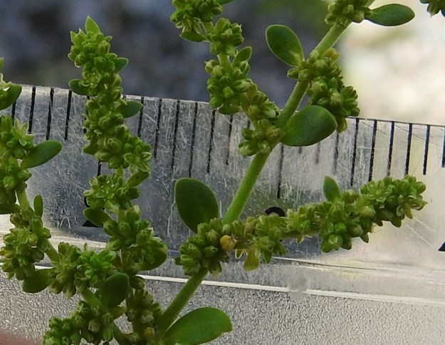 Herniaria glabra - ketotyräruohon kukat ovat lähes huomaamattoman pienet, vain noin 1,5 mm leveät. Lisäksi ne ovat muun kasvin tavoin vaaleanvihreät. Kuvassakin niitä on auki yli 10, vaikka havaitseminen vaatii katseen tarkennusta. Pienestä koostaan huolimatta kukat ovat runsasmetisiä ja keräävät pölyttäjikseen mm. pieniä kärpäsiä ja sääskiä. EH, Kouvola, Kuusankoski, Voikkaa, vanha, suurimmaksi osaksi pois käytöstä oleva ratapiha-alue, länsipään sorakenttä, 10.7.2020. Copyright Hannu Kämäräinen.