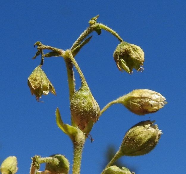 Stellaria aquatica (Myosoton aquaticum) - vadan kota on munanmuotoinen ja vihreä sekä noin 8-10 mm pitkä ja 4-5 mm paksu. Se on jonkin verran verholehtiä pitempi. EH, Hämeenlinna, Loimalahti, Sampo, Sammonojantien varren uudisnurmikkoalue, 13.6.2020. Copyright Hannu Kämäräinen.