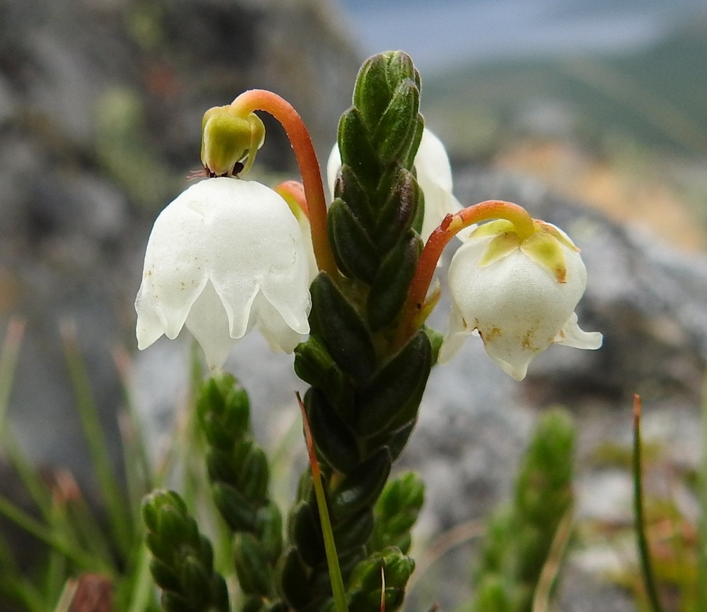 Cassiope tetragona - liekovarpion kellomaisen teriön kannassa on viisi erillistä verholehteä. Ne ovat kolmiomaiset tai puikeat ja kaljut sekä väriltään kellanvihreät tai punertavat. Pituutta niillä on 2-2,5 mm ja leveyttä leveimmältä kohtaa noin 1 mm. Vasemmanpuoleisesta kukasta näkyy, miten pölytetyn kukan verholehdet kääntyvät jossain vaiheessa alaspäin ja työntävät tarpeettomaksi käyneen teriön irti. EnL, Enontekiö, Kilpisjärvi, Saana, luoteisrinne lähellä lounaista pahtaseinämää, 745 m mpy, 5.7.2018. Copyright Hannu Kämäräinen.