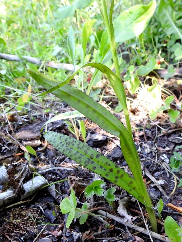 Dactylorhiza baltica - baltiankämmekän lehdet ovat ylimpiä lukuun ottamatta tupellisia ja sivulle tai yläviistoon siirottavia. Malliltaan ne ovat lähes tasaleveän suikeita tai kapeansoikeita. Kuvasarjan yksilöiden alemmat ja keskilehdet ovat noin 9-15 cm pitkät ja leveimmältä kohtaa noin 1-2,5 cm leveät. 27.6.2020. Copyright Hannu Kämäräinen.