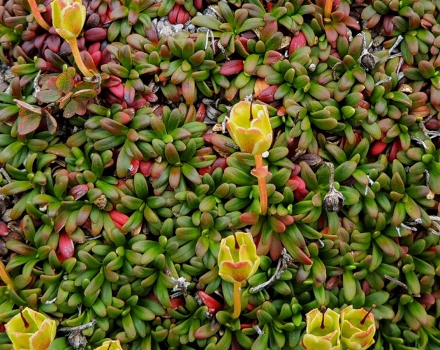 Diapensia lapponica - lapinuuvanan lehdet ovat verson kärkiosassa kierteisesti ja hyvin tiheästi. Ne ovat muuten lähes tasasoukkia mutta päästään yleensä kapean vastapuikeita ja pyöreäpäisiä sekä tavallisesti noin 5-12 mm pitkiä ja 1-2 mm leveitä leveimmältä kohtaa. Lehdet ovat jäykät, nahkeat, reunoiltaan hieman alaskiertyneet ja kaljut sekä talvehtivat.. EnL, Enontekiö, Kilpisjärvi, Saana, luoteisrinne lähellä lounaista pahtaseinämää, 760 m mpy, 17.7.2013. Copyright Hannu Kämäräinen.
