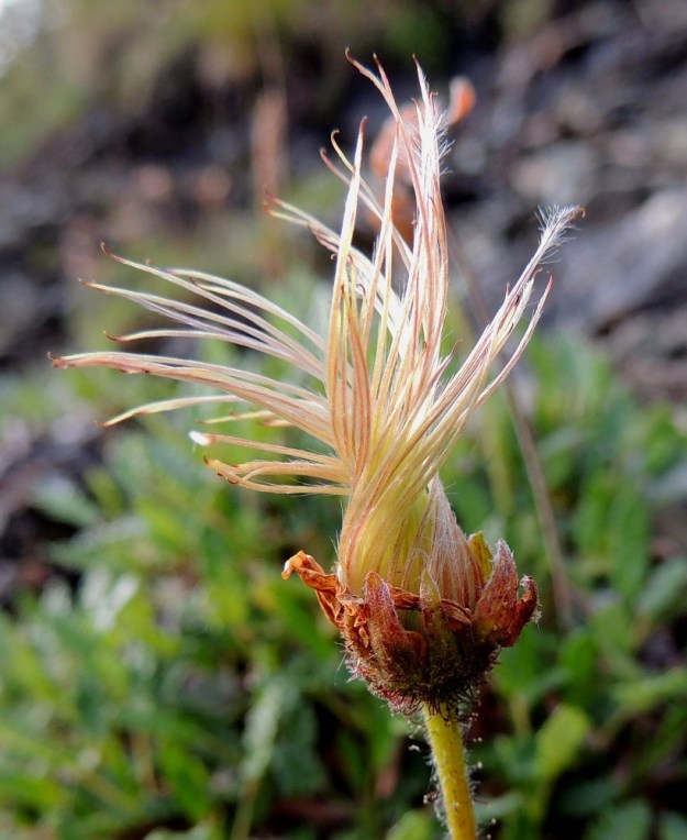 Dryas octopetala - (tunturi)lapinvuokon karvaiset emin vartalot pitenevät pähkylöiden kypsyessä ensin kierteiseksi kimpuksi. Kimpun kärjessä näkyvät kuivuneet luotit. EnL, Enontekiö, Kilpisjärvi, Saanan lounaisrinne, osin valuvetinen, jyrkkä kalliorinne retkeilykeskuksen kohdalla, luonnonsuojelualue, 595 m mpy, 16.7.2013. Copyright Hannu Kämäräinen.