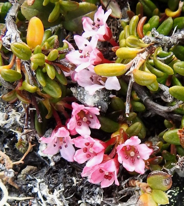 Kalmia procumbens (Loiseleuria procumbens) - sielikön kukat ovat yksittäin tai pieninä sarjoina haarojen kärjessä. Teriössä on viisi, harvemmin 6 kärkeä kohti kapenevaa kärkiliuskaa, jotka ovat noin 1-2,5 mm pitkiä. (Kuvan seitsemästä, selvästi näkyvästä kukasta kahdessa on kuusi liuskaa.) Heteitä on viisi ja harvoin kuusi. Emiö on yhdislehtinen ja yksiluottinen. EnL, Enontekiö, Kilpisjärvi, Saana, luoteisrinne lähellä lounaista pahtaseinämää, 745 m mpy, 5.7.2018. Copyright Hannu Kämäräinen.