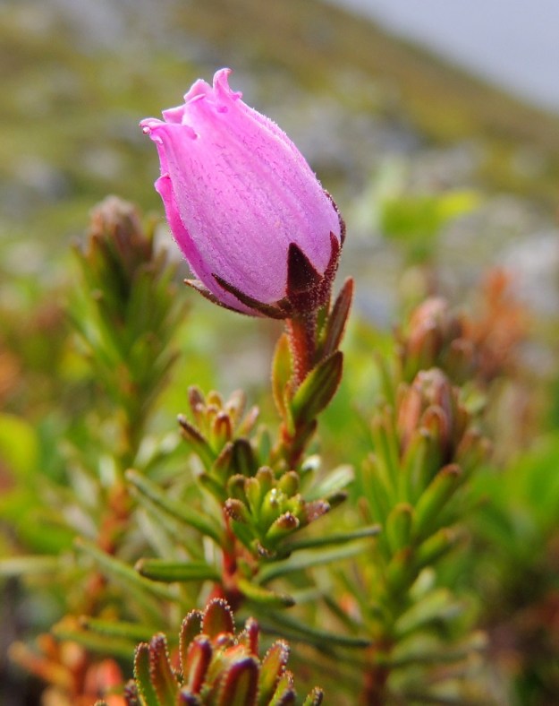 Phyllodoce caerulea - tunturikurjenkanervan ruukkumainen teriö on puhjetessaan ruusunpunainen ja usein yläviisto. Kärjessässä on viisi, harvemmin kuusi (kuten kuvassa) lyhyttä ja ulospäin kiertyvää liuskaa. EnL, Enontekiö, Kilpisjärvi, Saana, luoteisrinne lounaislaita, paljakkarinne, 685 m mpy, 16.7.2013. Copyright Hannu Kämäräinen.