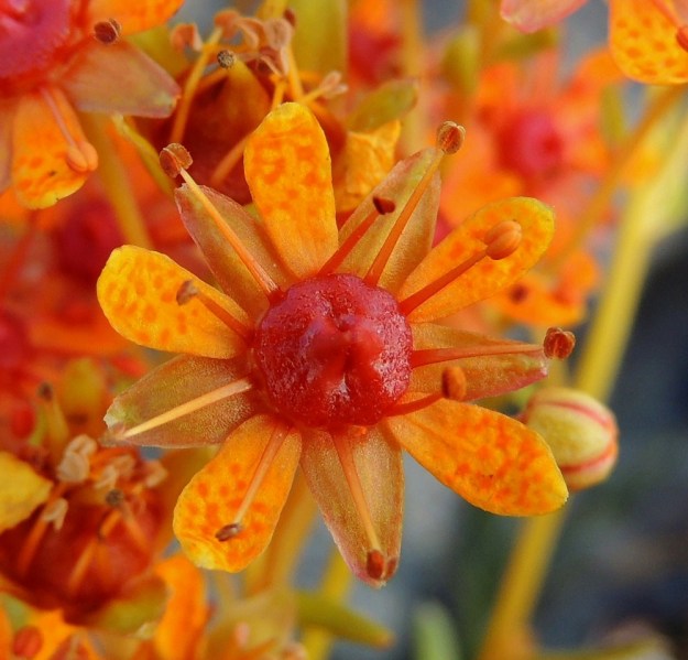 Saxifraga aizoides - kultarikon teriö on yleensä 10-15 mm leveä. Pilkullisia terälehtiä on tavallisesti viisi. Ne ovat noin 4-6 mm pitkät ja hieman kolmiomaisia verholehtiä pitemmät. Heteitä on useimmiten kymmenen. EnL, Enontekiö, Kilpisjärvi, Saanan lounainen alarinne Käsivarrentien laidassa, lettosuon reunan valuvetinen kivikkorinne, 485 m mpy, 16.7.2013. Copyright Hannu Kämäräinen.