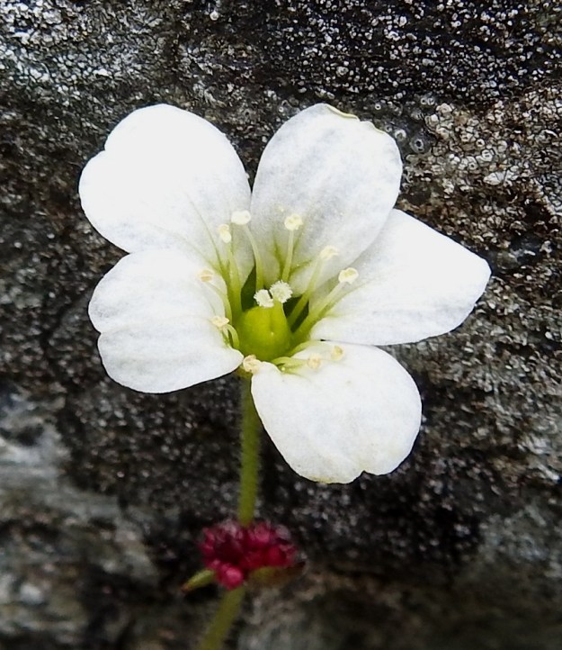 Saxifraga cernua - nuokkurikon teriö on tavallisesti noin 10-12 mm leveä. Valkoisia terälehtiä on useimmiten viisi. Heteitä on lähes aina kymmenen. Emiö on tyveltään yhdislehtinen sekä kaksivartaloinen ja -luottinen. EnL, Enontekiö, Kilpisjärvi, Iso-Mallan eteläinen alarinne, Kitsijoen Kitsiputouksen seinämärinne, 655 m mpy, 9.7.2018. Copyright Hannu Kämäräinen.