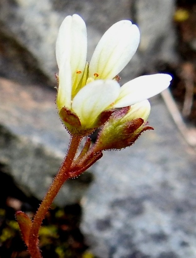 Saxifraga cespitosa - mätäsrikon varret, varsilehdet, kukkaperät ja verhiöt ovat tiheään nystykarvaiset. Verhiö on alaosastaan yhdislehtinen ja vihreä tai ainakin osittain punasävyinen sekä tavallisesti noin 5-7 mm pitkä. Verhiönliuskoja on viisi ja ne ovat noin 2-3 mm pitkät. EnL, Enontekiö, Kilpisjärvi, Saanan jyrkkä lounaisrinne, ensimmäisen, matalan pahtaseinämän yläpuolinen kalliojuotti retkeilykeskuksen kohdalla, luonnonsuojelualue, 630 m mpy, 5.7.2018. Copyright Hannu Kämäräinen.