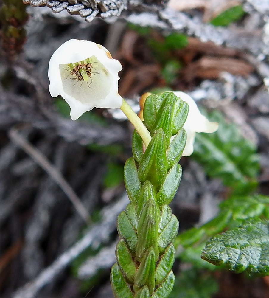 Cassiope tetragona - liekovarpion kukassa on kymmenen hedettä. Heteitten ponnen puoliskoissa on pitkä, rihmamainen kannus. Emiö on yhdislehtinen ja siinä on yksi luotti. EnL, Enontekiö, Kilpisjärvi, Saana, luoteisrinne lähellä lounaista pahtaseinämää, 745 m mpy, 5.7.2018. Copyright Hannu Kämäräinen.