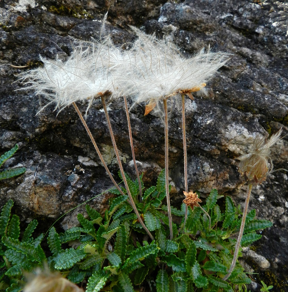 Dryas octopetala - (tunturi)lapinvuokon kukkaperät pitenevät hedelmävaiheessa ja nostavat lenninhaivenilliset pähkyläryhmät paremmin tuulen vietäviksi. Ks, Kuusamo, Oulankajoki, Kiutaköngäs, eteläpuolen rantakallio, 9.7.2011. Copyright Hannu Kämäräinen.